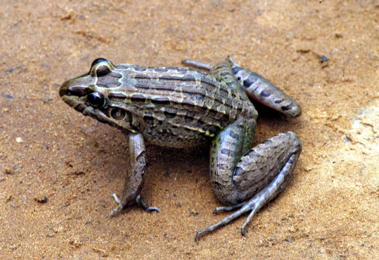 Lissamphibia