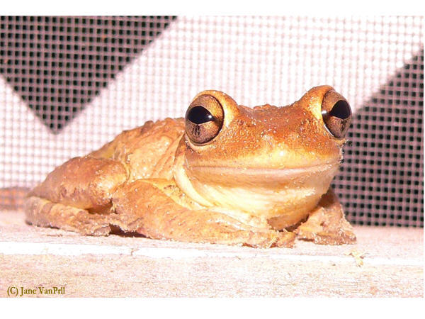 cuban_treefrog