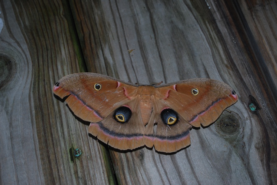 Antheraea_polyphemus1