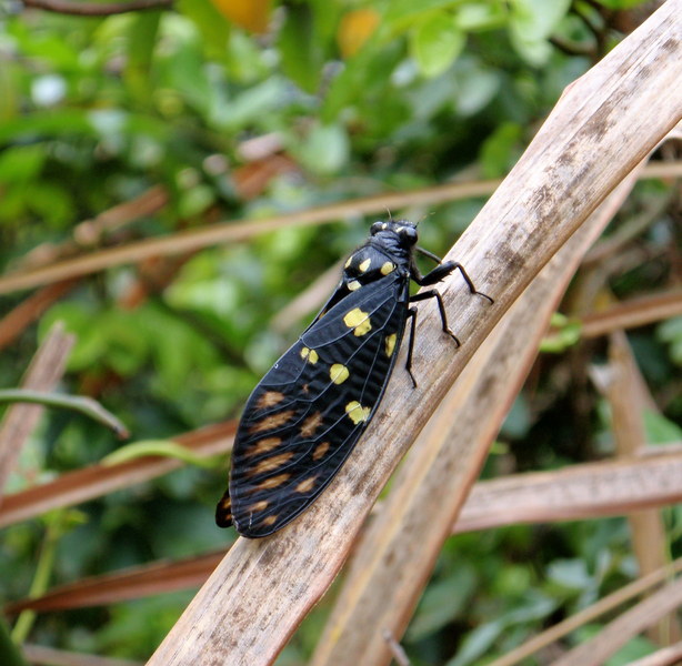 Cicada