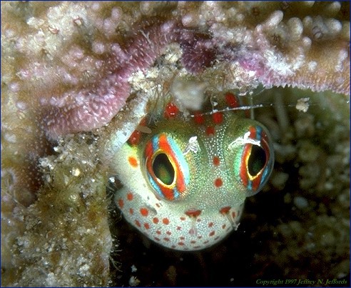 Blenniidae