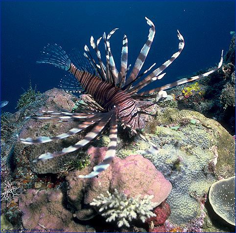 Photo of Pterois