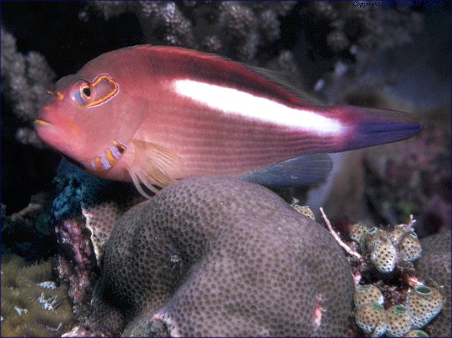 arc_eye_hawkfish