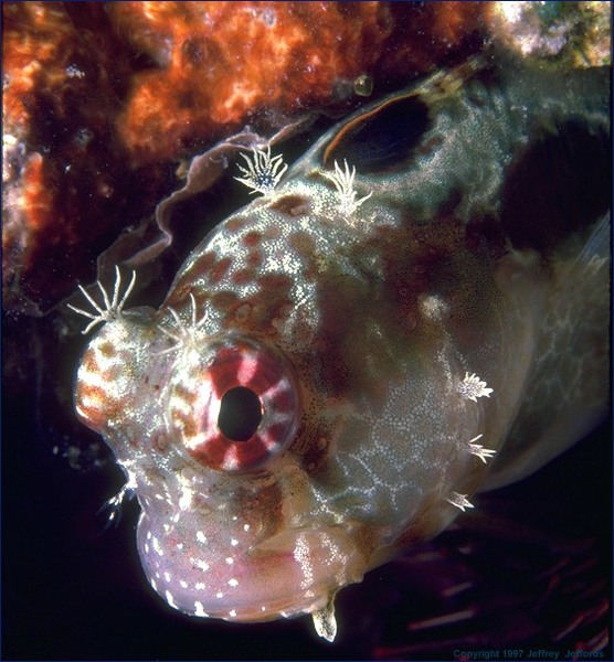 Blenniidae