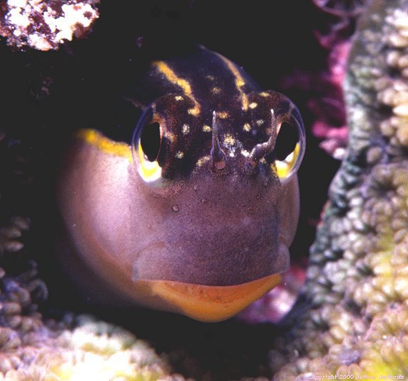 Blenniidae