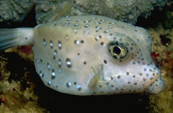 Photo of Ostracion cubicus