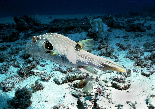 puffer_w_spotted_openwater