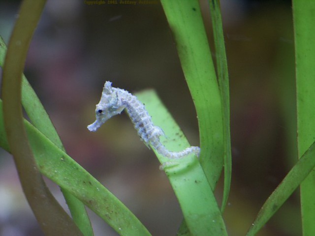 Photo of Hippocampus zosterae