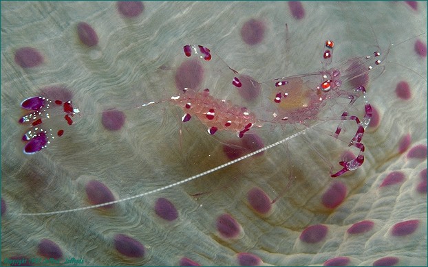 Ecdysozoa