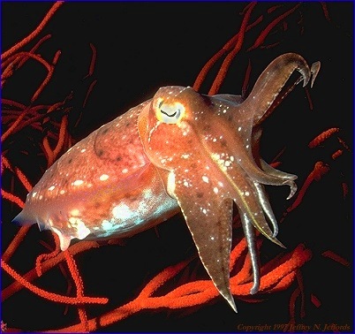 Cephalopoda