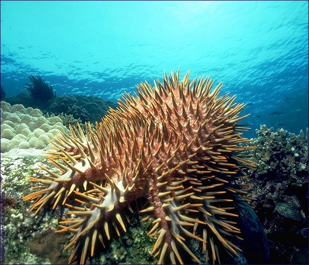 Acanthaster planci