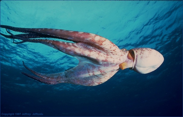 Cephalopoda