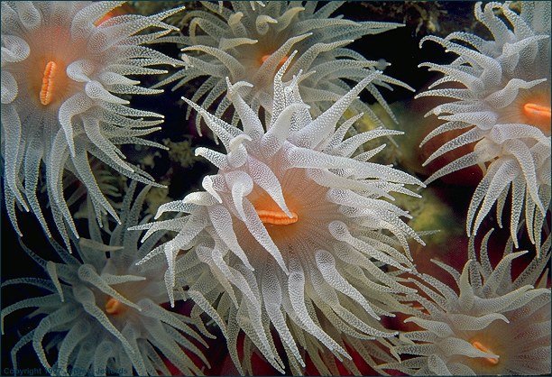 Cnidaria