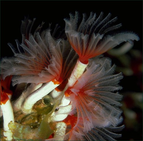 Photo of Filogranella elatensis