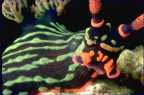 Nudibranchia