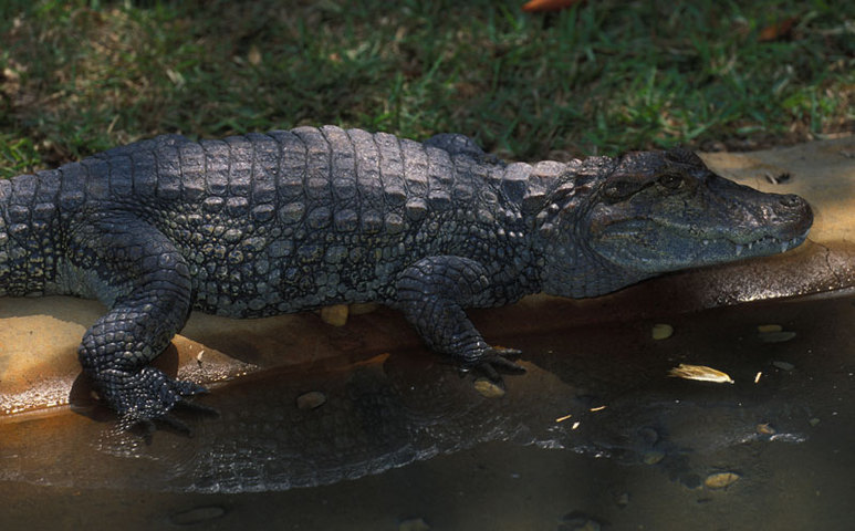 Photo of Caiman latirostris