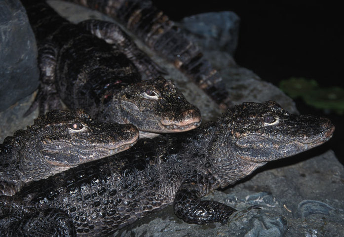 Photo of Alligator sinensis