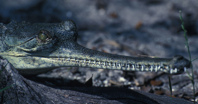 61gharial-4alt