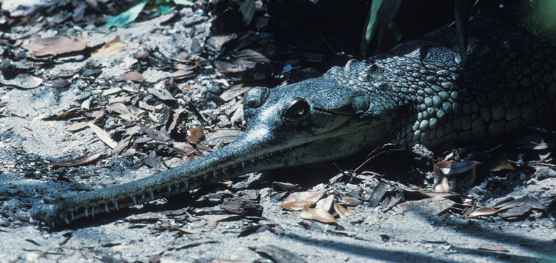 62gharial-3alt