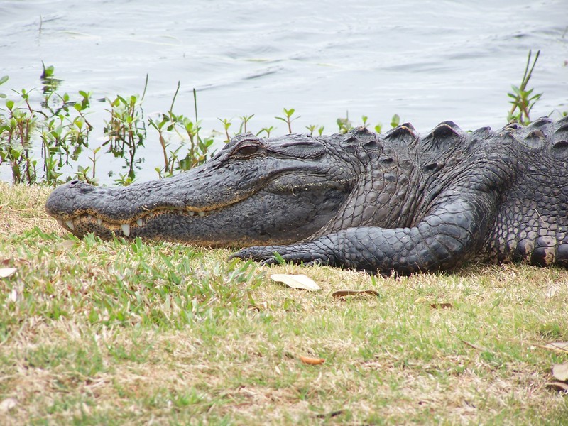 Am_alligator_100_7172