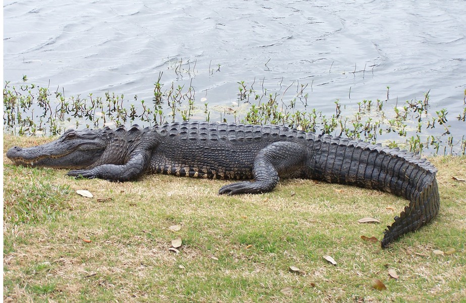 Am_alligator_100_7174