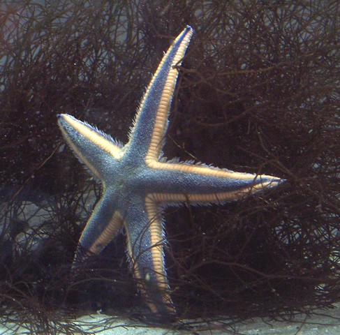 Photo of Astropecten articulatus