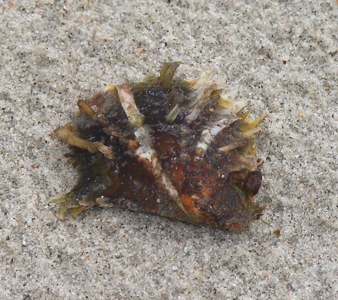 Eumetazoa