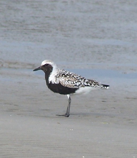 Blackbellied_Plover_100b0830