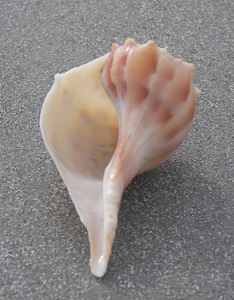 Neogastropoda