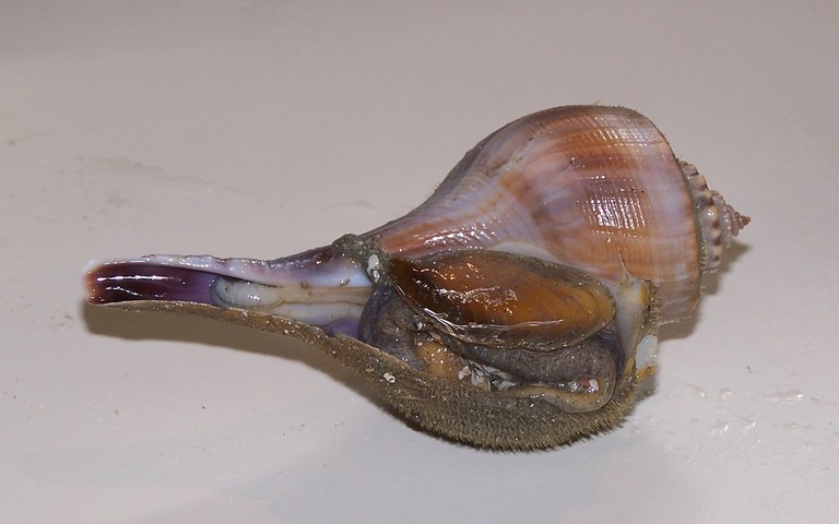 Photo of Busycotypus canaliculatus