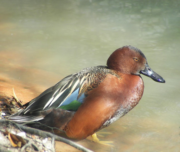 Anseriformes