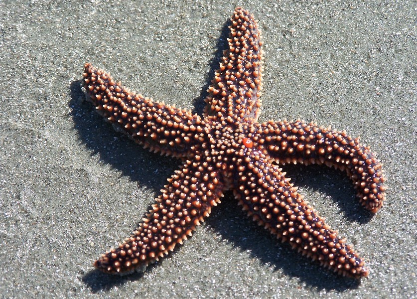 Forbes_sea_star_100_5479