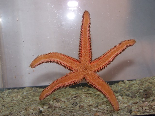 Photo of Asterias forbesi