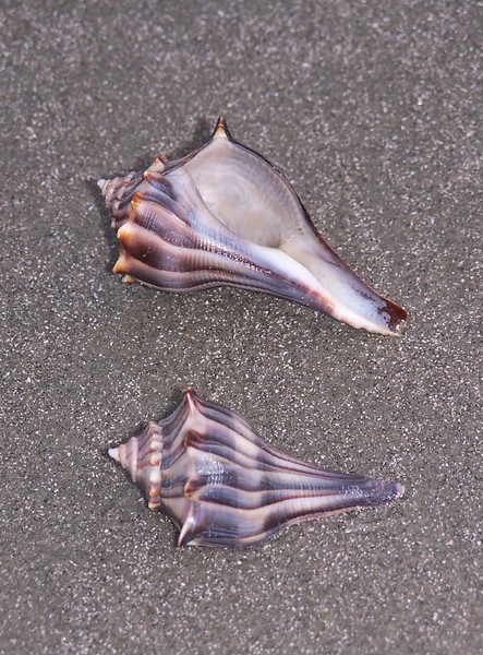 Eumetazoa