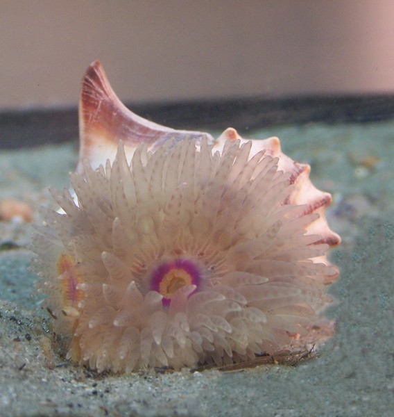 anemone_whelk_100_1426