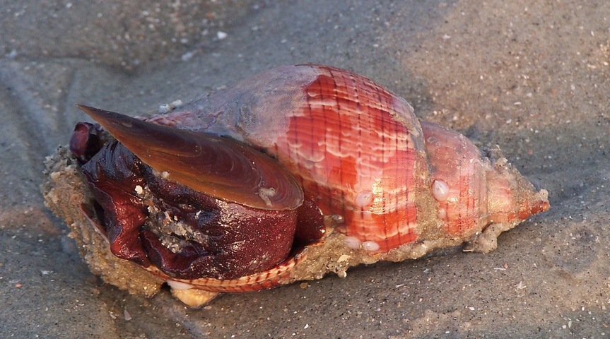 Photo of Fasciolaria lilium