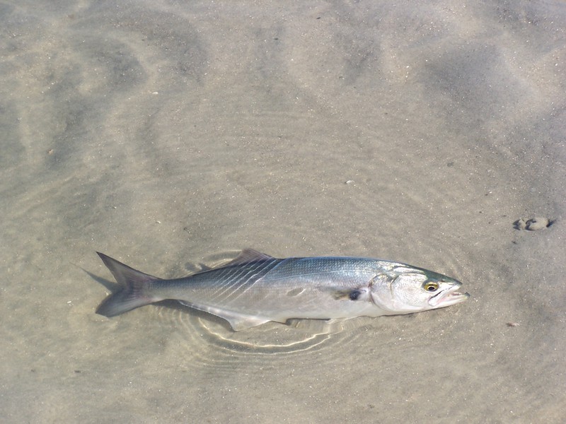 Euteleostomi