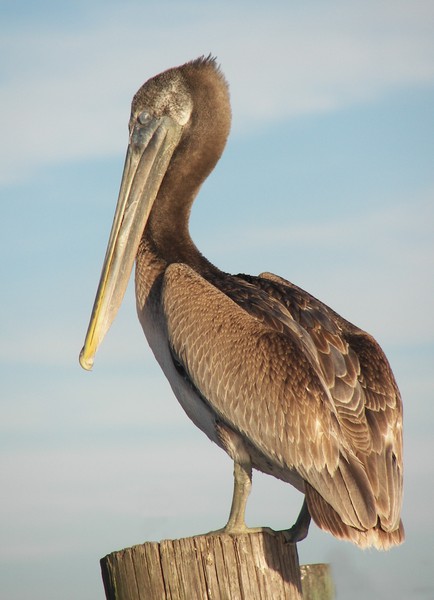 Pelecanus