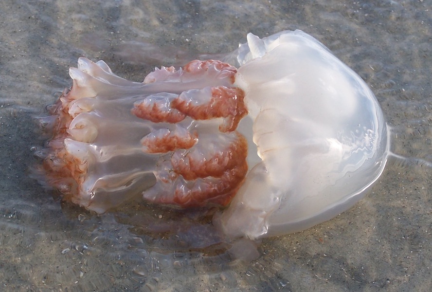 Cnidaria