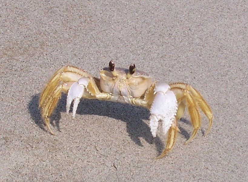 ghost_crab_100_3035