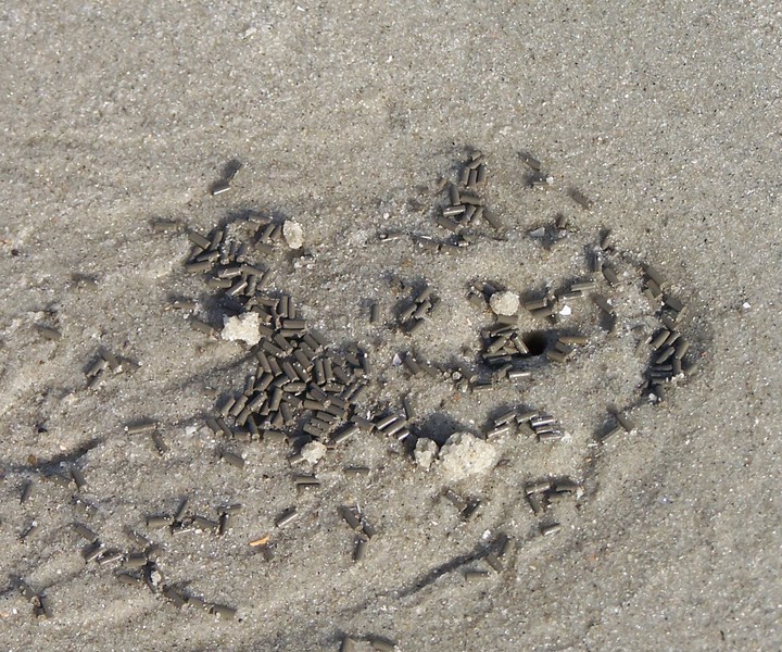 Eumetazoa