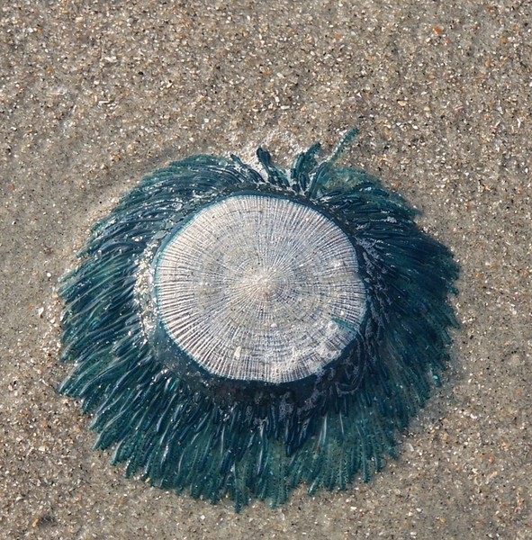 Cnidaria