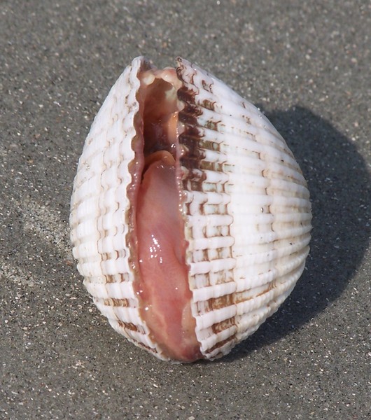 Trochozoa