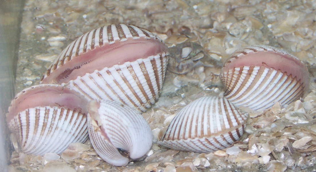 Trochozoa