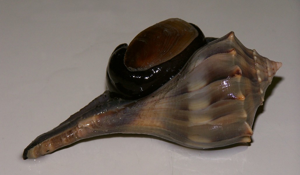 Gastropoda