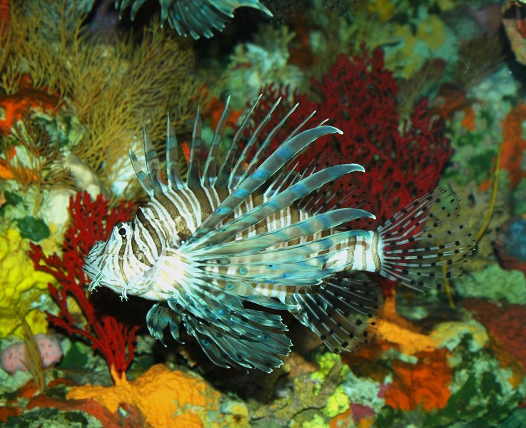 Pterois volitans