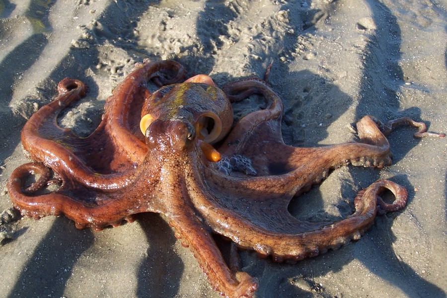 octopus_101_4867
