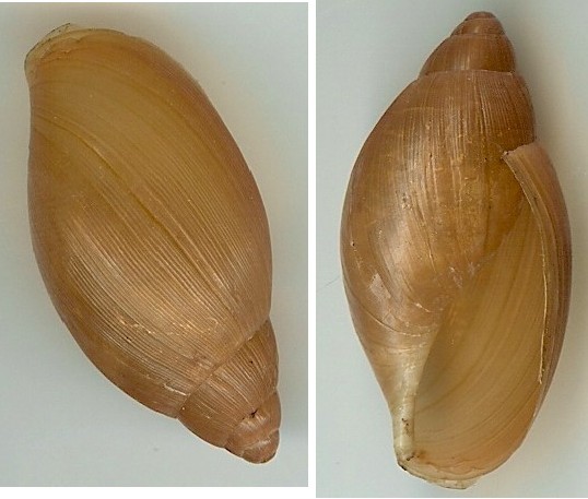 Mollusca