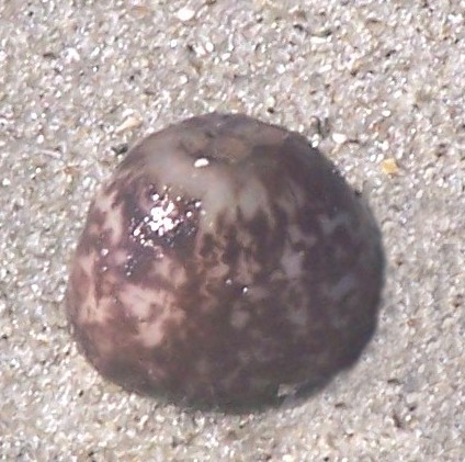 Cnidaria