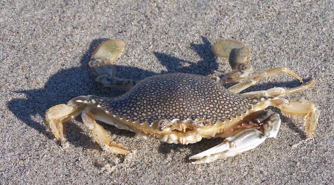speckled_crab_100_7022